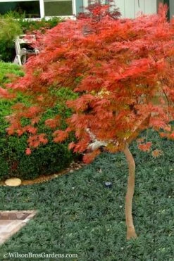 Orangeola Weeping Japanese Maple - 1 Gallon Pot (High Grafted Tree Form) -Wilson Bros Gardens Shop Japanese Maple Orangeola High Branch 1