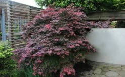 Oregon Sunset Japanese Maple (Acer Palmatum) - 3 Gallon Pot -Wilson Bros Gardens Shop Japanese Maple Oregon Sunset 1 2