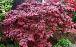 Oregon Sunset Japanese Maple - Acer Palmatum - 1 Gallon Pot -Wilson Bros Gardens Shop Japanese Maple Oregon Sunset 4 3