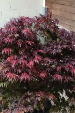 Oregon Sunset Japanese Maple (Acer Palmatum) - 2 Gallon Pot -Wilson Bros Gardens Shop Japanese Maple Oregon Sunset 5 1