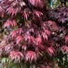 Oregon Sunset Japanese Maple (Acer Palmatum) - 3 Gallon Pot