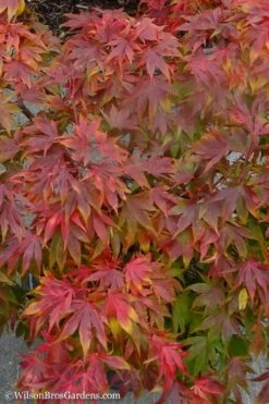 Oregon Sunset Japanese Maple (Acer Palmatum) - 3 Gallon Pot -Wilson Bros Gardens Shop Japanese Maple Oregon Sunset 9 2