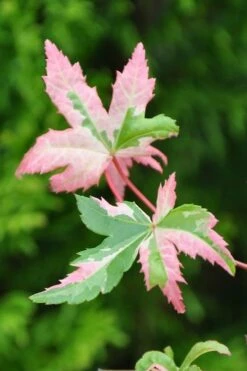 Orido Nishiki Pink Variegated Japanese Maple - 5 Gallon Pot -Wilson Bros Gardens Shop Japanese Maple Orido Nishiki 1