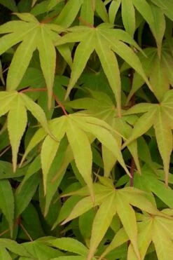 Osakazuki Japanese Maple - 3 Gallon Pot -Wilson Bros Gardens Shop Japanese Maple Osakazuki 5