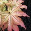 Peaches And Cream Japanese Maple - 3 Gallon Pot