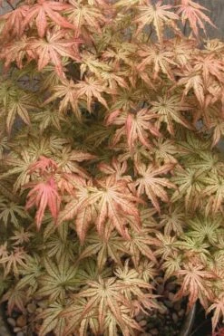 Peaches And Cream Japanese Maple - 5 Gallon Pot -Wilson Bros Gardens Shop Japanese Maple Peaches And Cream 8 3