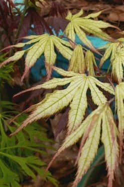 Peaches And Cream Japanese Maple - 2 Gallon Pot -Wilson Bros Gardens Shop Japanese Maple Peaches And Cream 9
