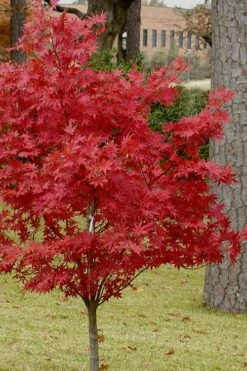 Pixie Dwarf Red Japanese Maple - 1 Gallon Pot -Wilson Bros Gardens Shop Japanese Maple Pixie Dwarf 10 2