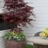 Pixie Dwarf Red Japanese Maple - 1 Gallon Pot