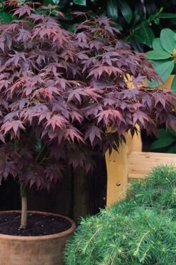 Pixie Dwarf Red Japanese Maple - 1 Gallon Pot -Wilson Bros Gardens Shop Japanese Maple Pixie Dwarf 6 2