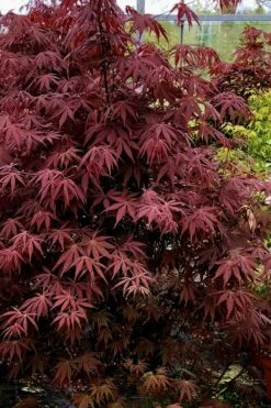 Pixie Dwarf Red Japanese Maple - 1 Gallon Pot -Wilson Bros Gardens Shop Japanese Maple Pixie Dwarf 9 2