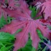 Purple Ghost Japanese Maple - 1 Gallon Pot