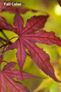 Purple Ghost Japanese Maple - 3 Gallon Pot -Wilson Bros Gardens Shop Japanese Maple Purple Ghost 3 2