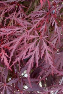 Red Dragon Dwarf Japanese Maple - 2 Gallon Pot -Wilson Bros Gardens Shop Japanese Maple Red Dragon 11 1