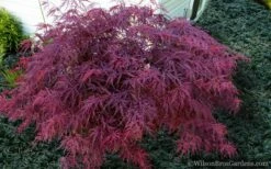Red Dragon Dwarf Japanese Maple - 1 Gallon Pot -Wilson Bros Gardens Shop Japanese Maple Red Dragon 21 3