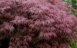 Red Dragon Dwarf Japanese Maple - 5 Gallon Pot -Wilson Bros Gardens Shop Japanese Maple Red Dragon 3