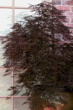 Red Select Laceleaf Japanese Maple - 1 Gallon Pot -Wilson Bros Gardens Shop Japanese Maple Red Select 2 1