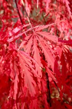 Red Select Laceleaf Japanese Maple - 1 Gallon Pot -Wilson Bros Gardens Shop Japanese Maple Red Select 4 1