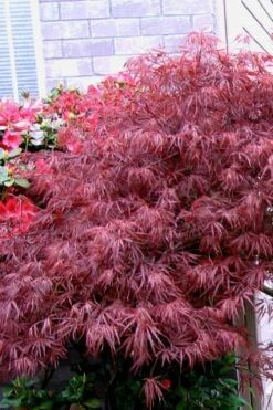 Red Select Laceleaf Japanese Maple - 1 Gallon Pot -Wilson Bros Gardens Shop Japanese Maple Red Select 5 1
