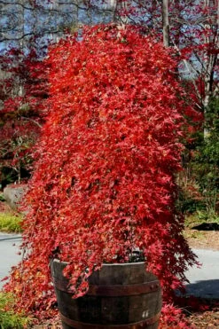 Ryusen Weeping Japanese Maple - 1 Gallon Pot