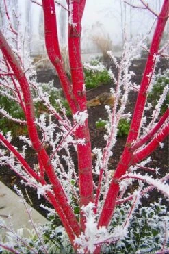 Sango Kaku Coral Bark Japanese Maple - 2 Gallon Pot -Wilson Bros Gardens Shop Japanese Maple Sango Kaku Coral Bark 500x750 5