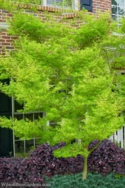 Seiryu Japanese Maple - 5 Gallon Pot -Wilson Bros Gardens Shop Japanese Maple Seiryu 23 2