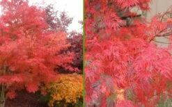 Seiryu Japanese Maple - 5 Gallon Pot -Wilson Bros Gardens Shop Japanese Maple Seiryu Fall Color 2