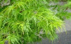 Seiryu Japanese Maple - 1 Gallon Pot -Wilson Bros Gardens Shop Japanese Maple Seiryu Spring Color 3