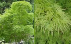 Seiryu Japanese Maple - 1 Gallon Pot -Wilson Bros Gardens Shop Japanese Maple Seiryu Summer Color 3