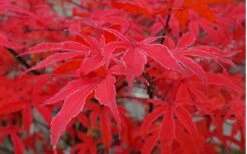 Shirazz Japanese Maple - 1 Gallon Pot -Wilson Bros Gardens Shop Japanese Maple Shirazz 10 2
