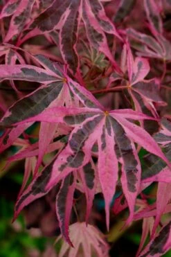 Shirazz Japanese Maple - 1 Gallon Pot