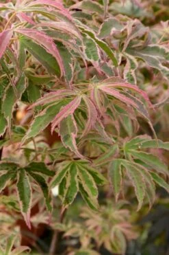 Shirazz Japanese Maple - 1 Gallon Pot -Wilson Bros Gardens Shop Japanese Maple Shirazz 13 2