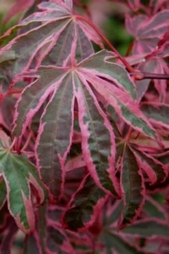 Shirazz Japanese Maple - 1 Gallon Pot -Wilson Bros Gardens Shop Japanese Maple Shirazz 6 2