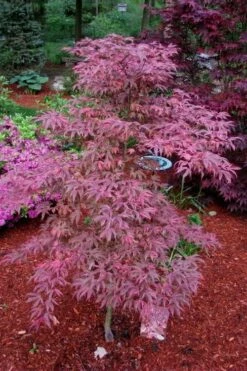 Shirazz Japanese Maple - 1 Gallon Pot -Wilson Bros Gardens Shop Japanese Maple Shirazz 7 2