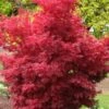 Skeeter's Broom Japanese Maple - 2 Gallon Pot