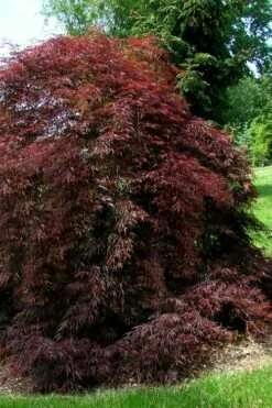 Tamukeyama Dwarf Red Japanese Maple - 1 Gallon Pot - High Grafted Tree Form -Wilson Bros Gardens Shop Japanese Maple Tamukeyama 10