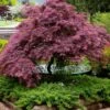 Tamukeyama Dwarf Red Japanese Maple - 1 Gallon Pot