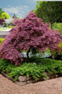 Tamukeyama Dwarf Red Japanese Maple - 2 Gallon Pot