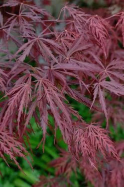 Tamukeyama Dwarf Red Japanese Maple - 2 Gallon Pot -Wilson Bros Gardens Shop Japanese Maple Tamukeyama 13 5