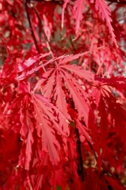 Tamukeyama Dwarf Red Japanese Maple - 1 Gallon Pot - High Grafted Tree Form -Wilson Bros Gardens Shop Japanese Maple Tamukeyama 14