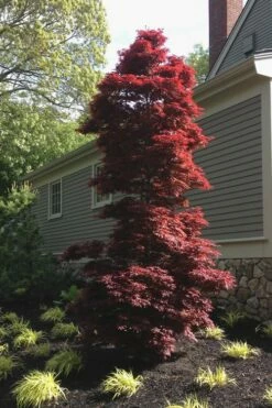 Twombly's Red Sentinel Japanese Maple - 5 Gallon Pot (4-5') -Wilson Bros Gardens Shop Japanese Maple Twomblys Red Sentinel 10 2