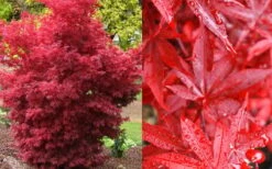 Twombly's Red Sentinel Japanese Maple - 2 Gallon Pot (2.5-3') -Wilson Bros Gardens Shop Japanese Maple Twomblys Red Sentinel Fall Color 1