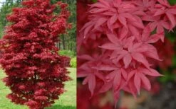 Twombly's Red Sentinel Japanese Maple - 2 Gallon Pot (2.5-3') -Wilson Bros Gardens Shop Japanese Maple Twomblys Red Sentinel Spring 1