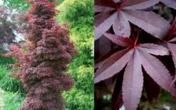 Twombly's Red Sentinel Japanese Maple - 1 Gallon Pot -Wilson Bros Gardens Shop Japanese Maple Twomblys Red Sentinel Summer 5