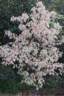 Ukigumo Floating Cloud Ghost Japanese Maple - 7 Gallon Pot -Wilson Bros Gardens Shop Japanese Maple Ukigumo Floating Cloud 15