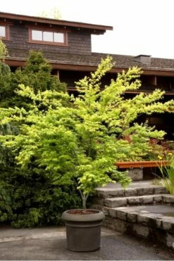Aoyagi Japanese Maple (Ukon) - 5 Gallon Pot -Wilson Bros Gardens Shop Japanese Maple Ukon 4
