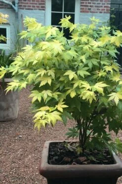 Orange Dream Japanese Maple - 3 Gallon Pot -Wilson Bros Gardens Shop Japanese maple orange Dream 5 2