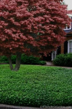 Asian Jasmine - Asiatic Jasmine - 1 Gallon Pot -Wilson Bros Gardens Shop Jasmine Asian 21 2