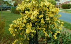 Butterscotch Yellow Jasmine (Jessamine) Gelsemium Sempervirens - 3 Gallon Pot -Wilson Bros Gardens Shop Jasmine Butterscotch 52