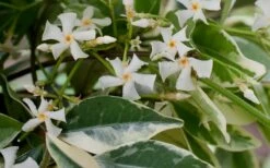 Variegated Confederate Jasmine - Trachelospermum Jasminoides - 3 Gallon Pot -Wilson Bros Gardens Shop Jasmine Confederate Variegated Flowers